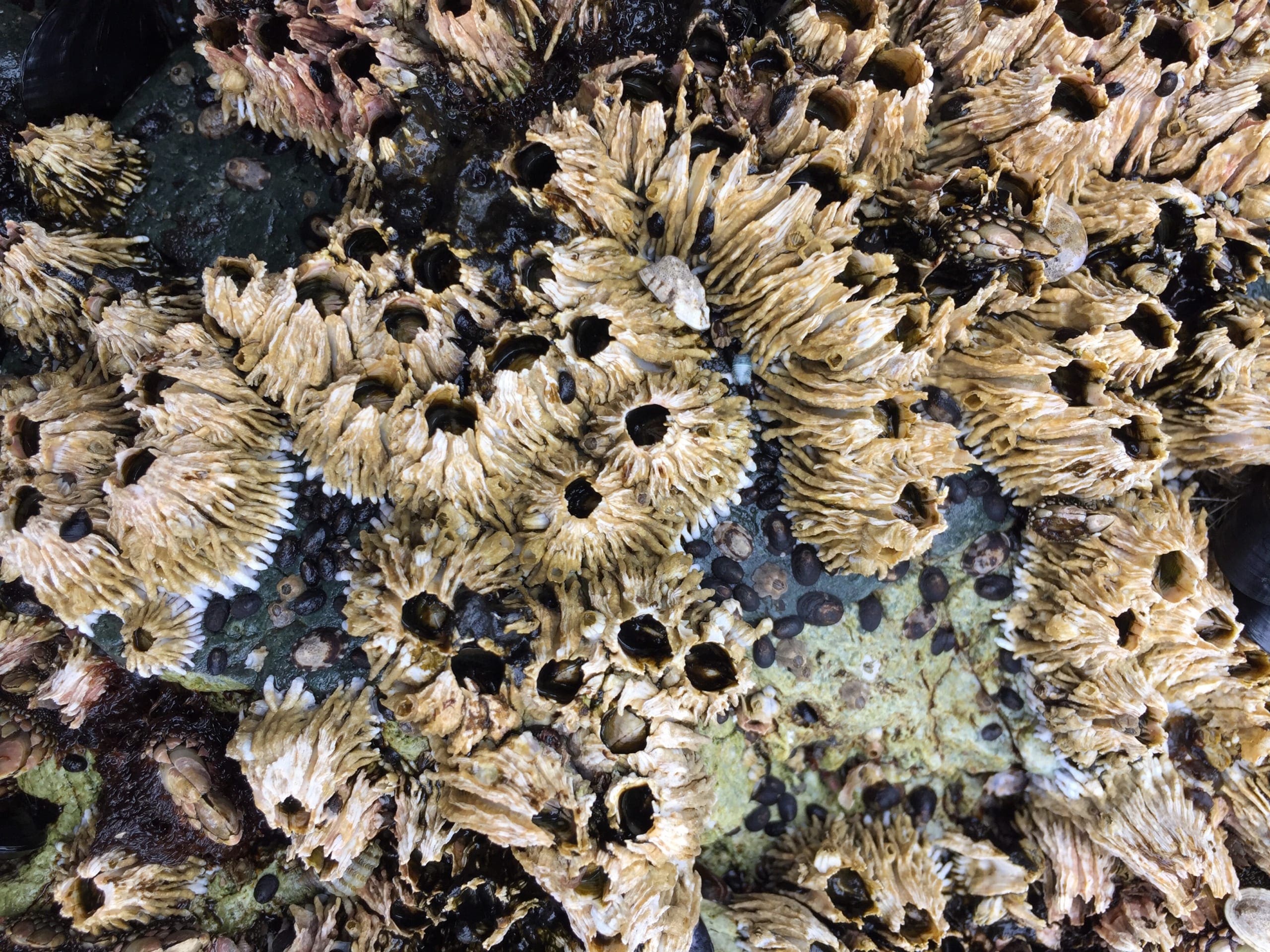 Barnacles