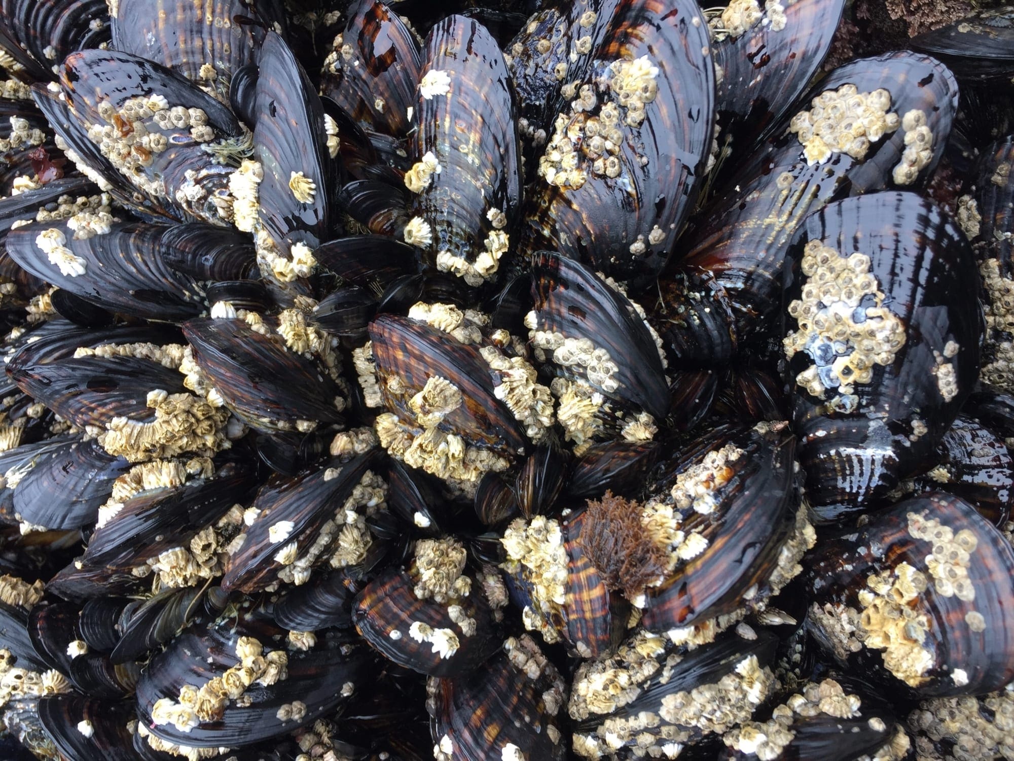 Mussels