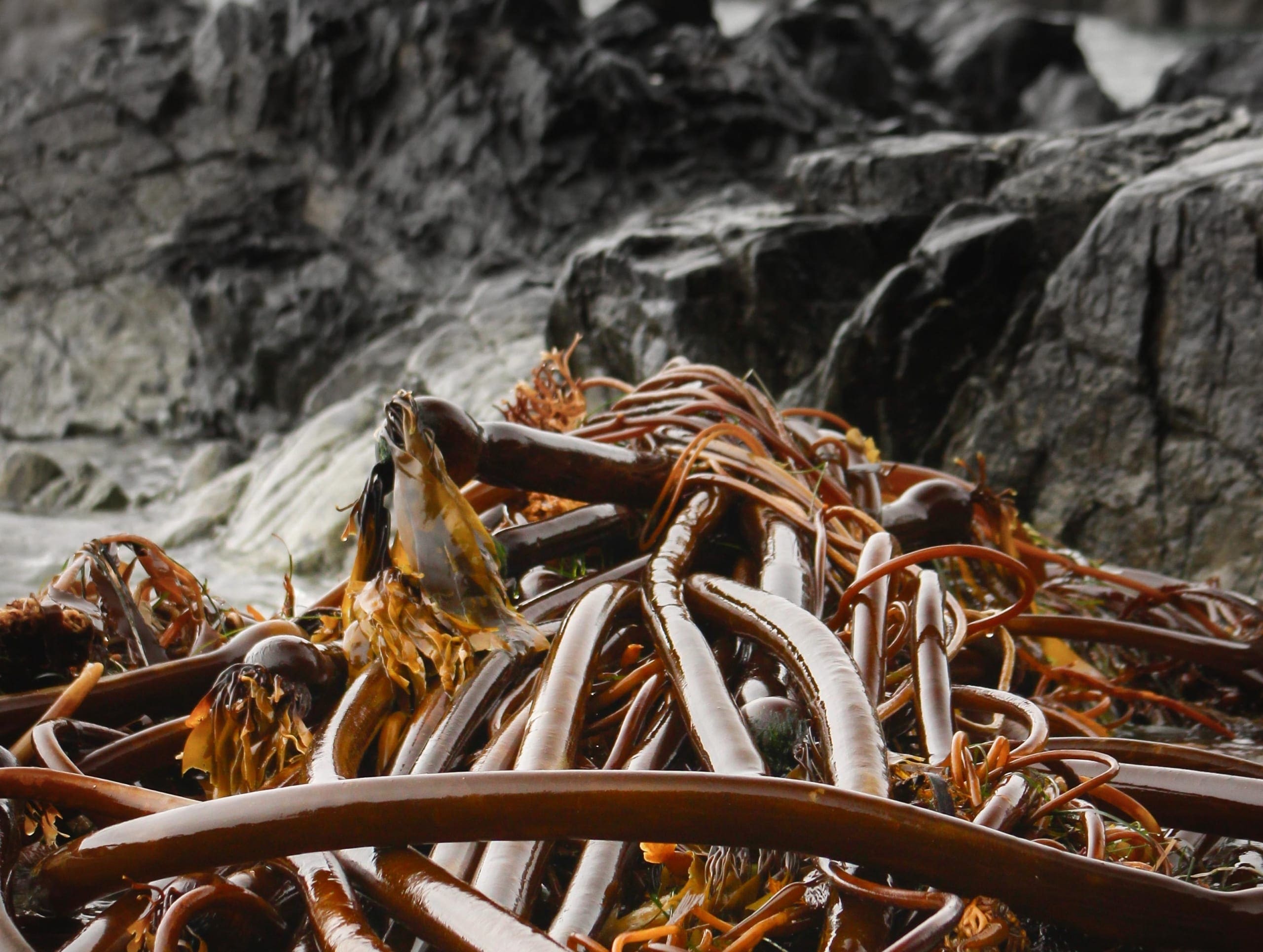 Seaweeds