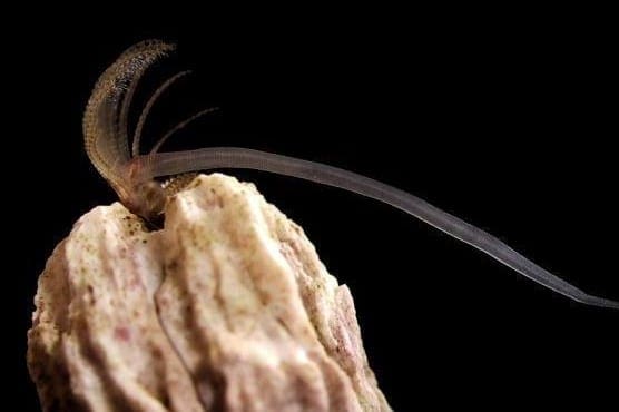 Barnacle