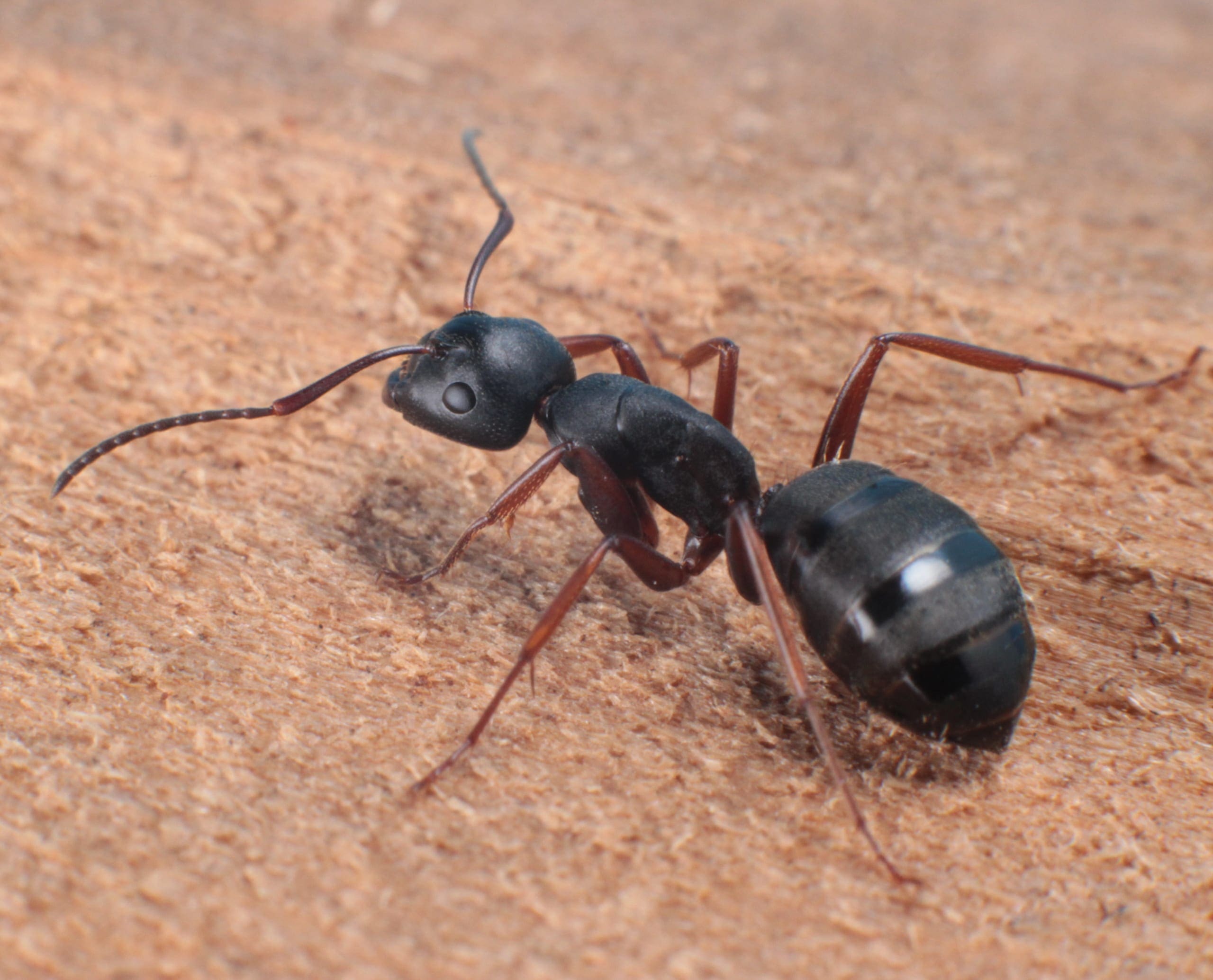 Carpenter ant