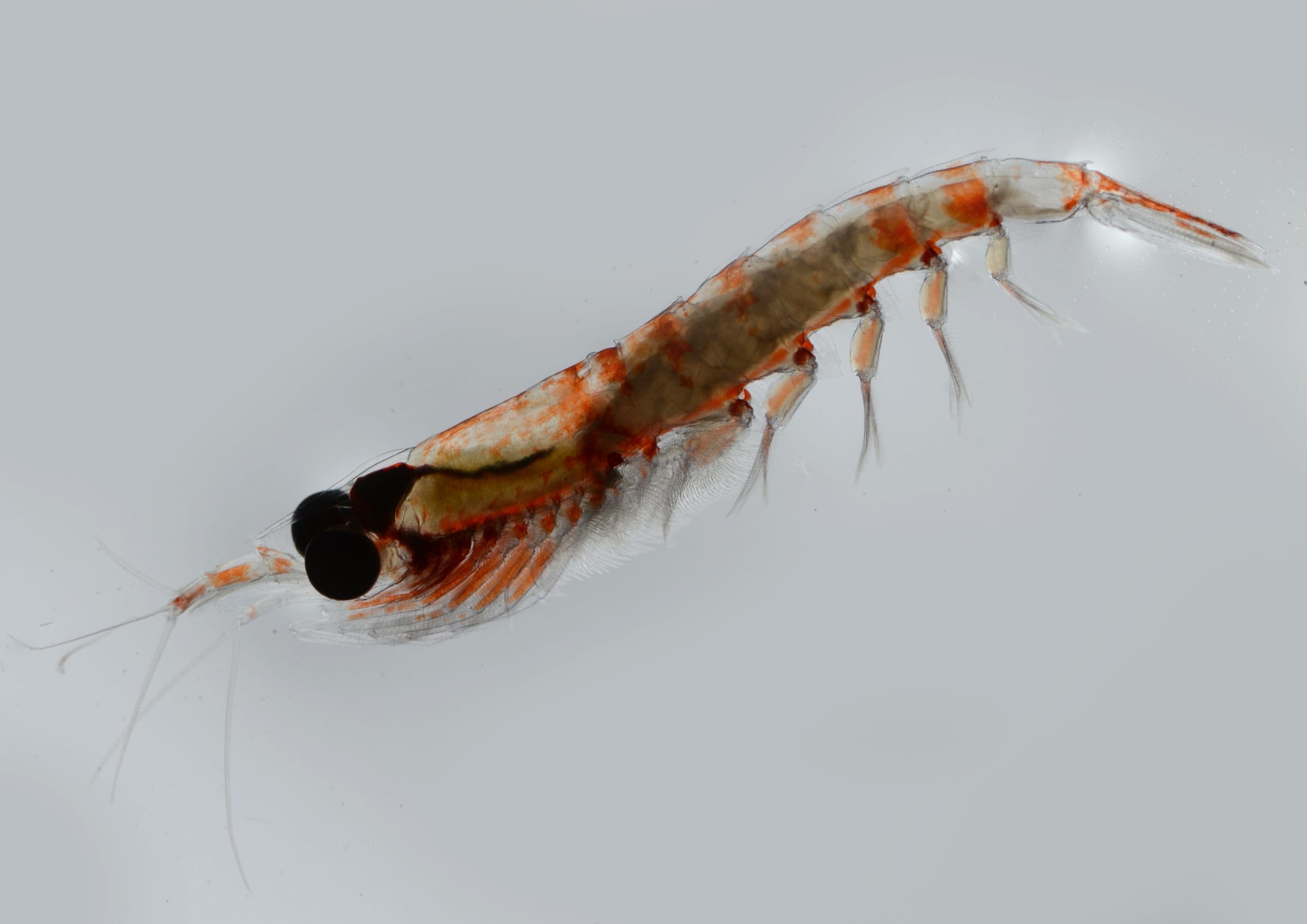 Euphausia pacifica