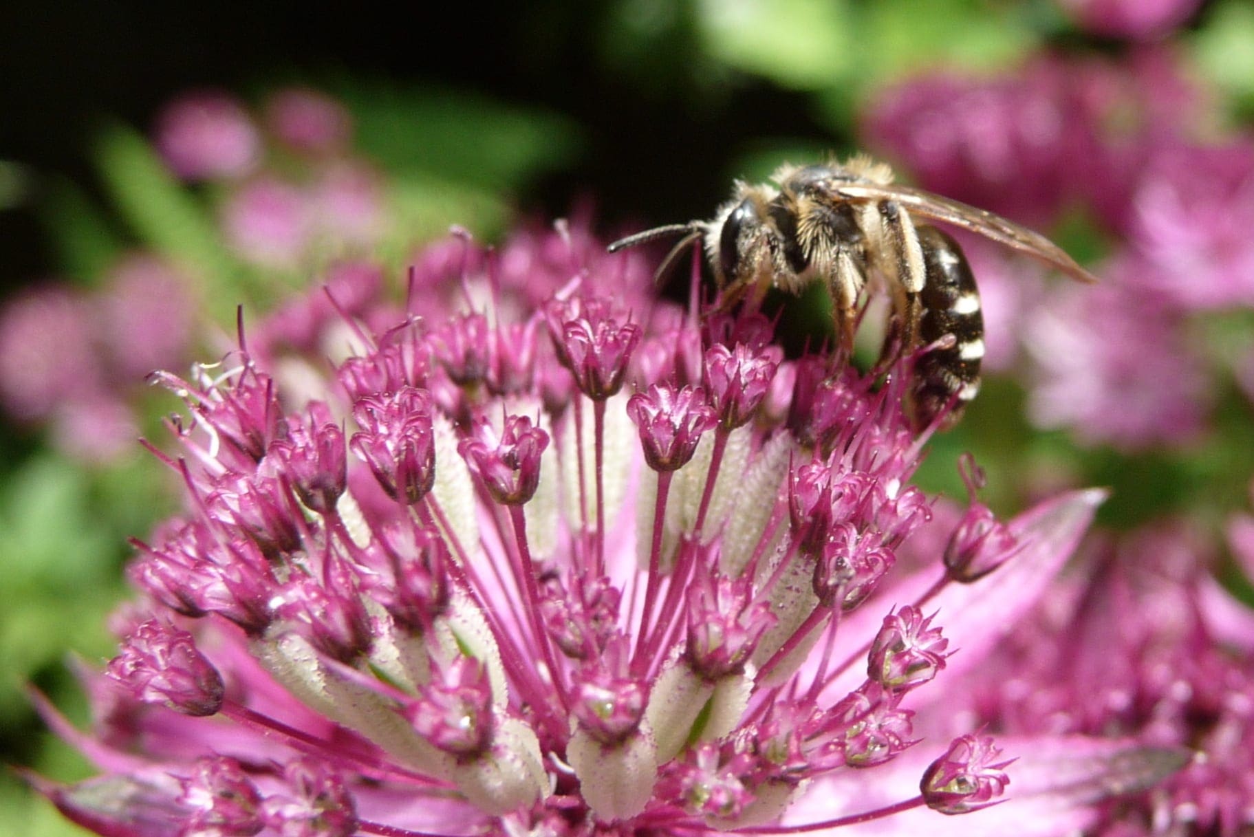 Mining astrantia