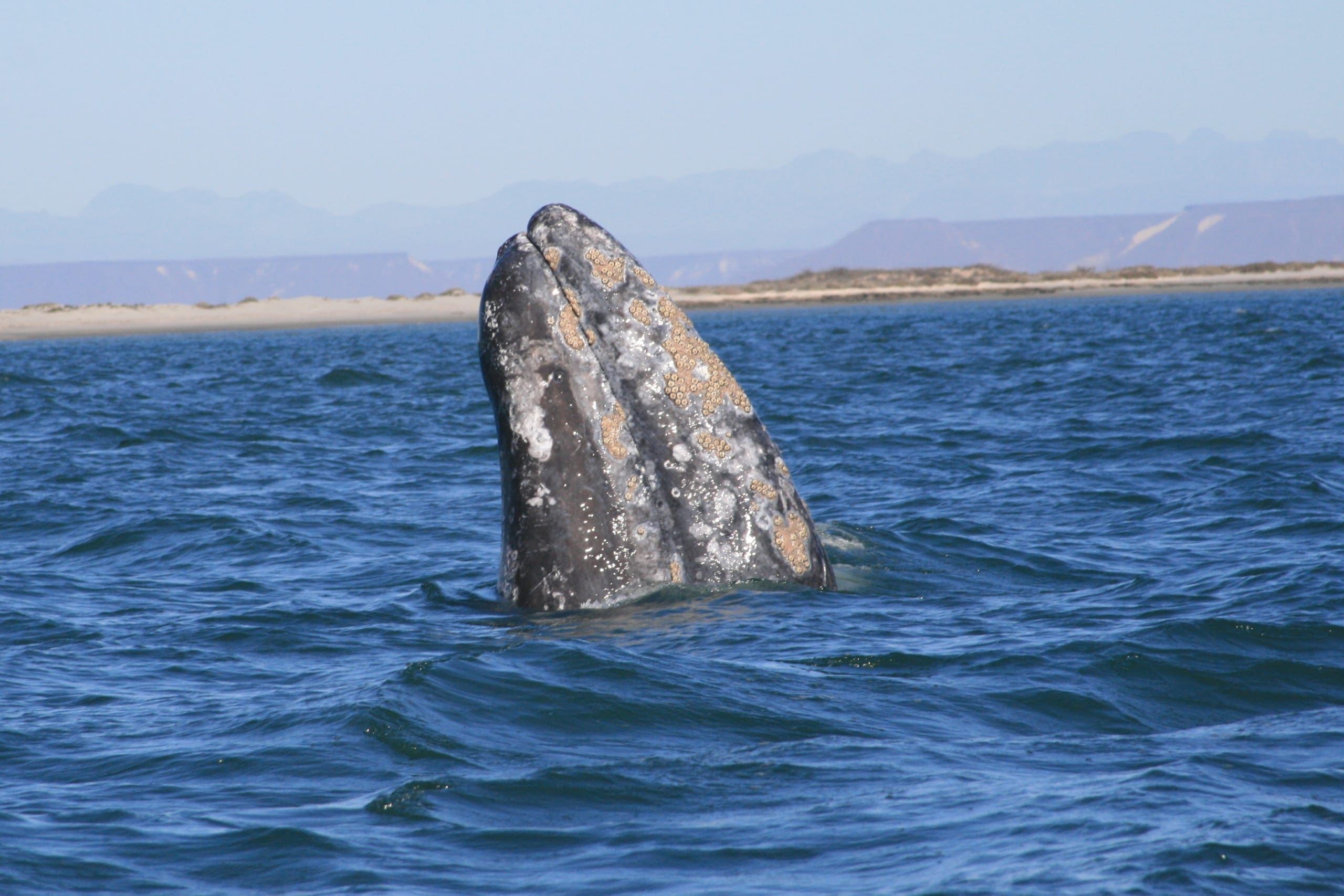 gray whale ryan harvey used under creative commons